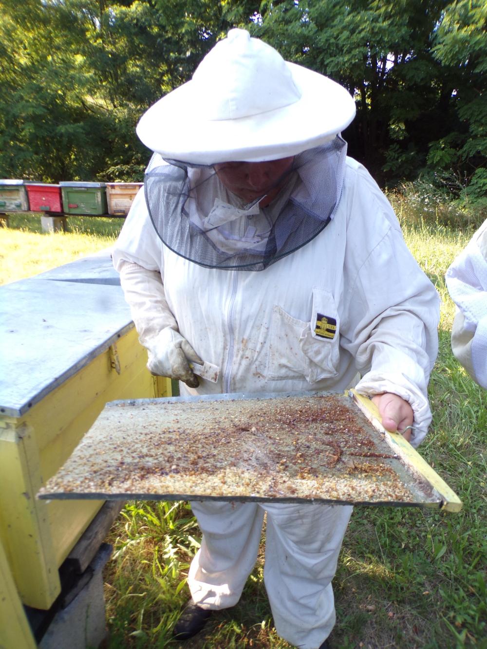 Termelőlátogatás 2023. július 16-án, vasárnap ​ Bakonycsernyére Jutasi Erika méhészetébe​